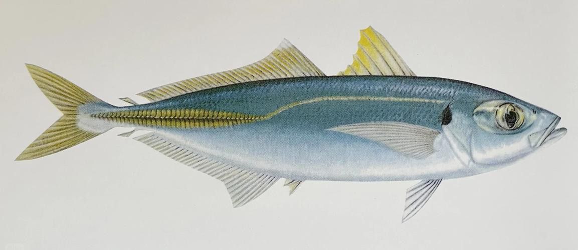 巴龍魚是什么魚圖片大全視頻 龍魚百科 第3張 巴龍魚是什么魚圖片大全視頻 巴龍魚是什么魚圖片大全視頻 龍魚百科 第3張