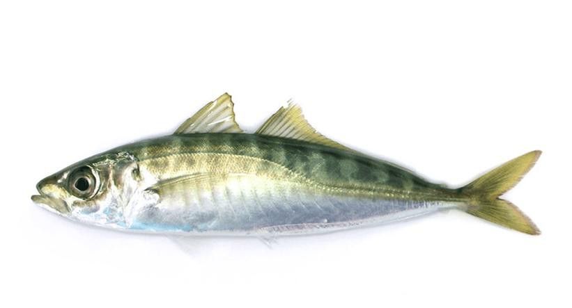 巴龍魚是什么魚圖片大全視頻 龍魚百科 第2張 巴龍魚是什么魚圖片大全視頻 巴龍魚是什么魚圖片大全視頻 龍魚百科 第2張