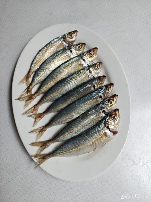 巴龍魚是什么魚圖片大全視頻 龍魚百科 第6張 巴龍魚是什么魚圖片大全視頻 巴龍魚是什么魚圖片大全視頻 龍魚百科 第6張