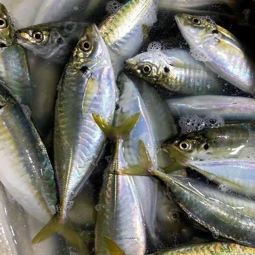 巴龍魚是什么魚圖片大全視頻 龍魚百科 第8張 巴龍魚是什么魚圖片大全視頻 巴龍魚是什么魚圖片大全視頻 龍魚百科 第8張