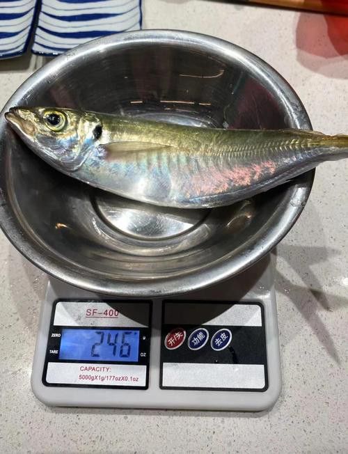 巴龍魚是什么魚圖片大全視頻 龍魚百科 第7張 巴龍魚是什么魚圖片大全視頻 巴龍魚是什么魚圖片大全視頻 龍魚百科 第7張