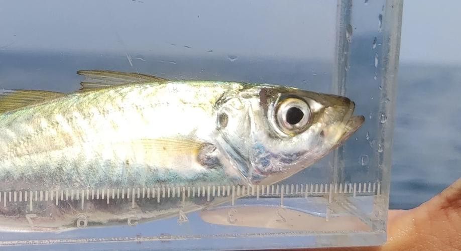 巴龍魚是什么魚圖片大全視頻 龍魚百科 第5張 巴龍魚是什么魚圖片大全視頻 巴龍魚是什么魚圖片大全視頻 龍魚百科 第5張