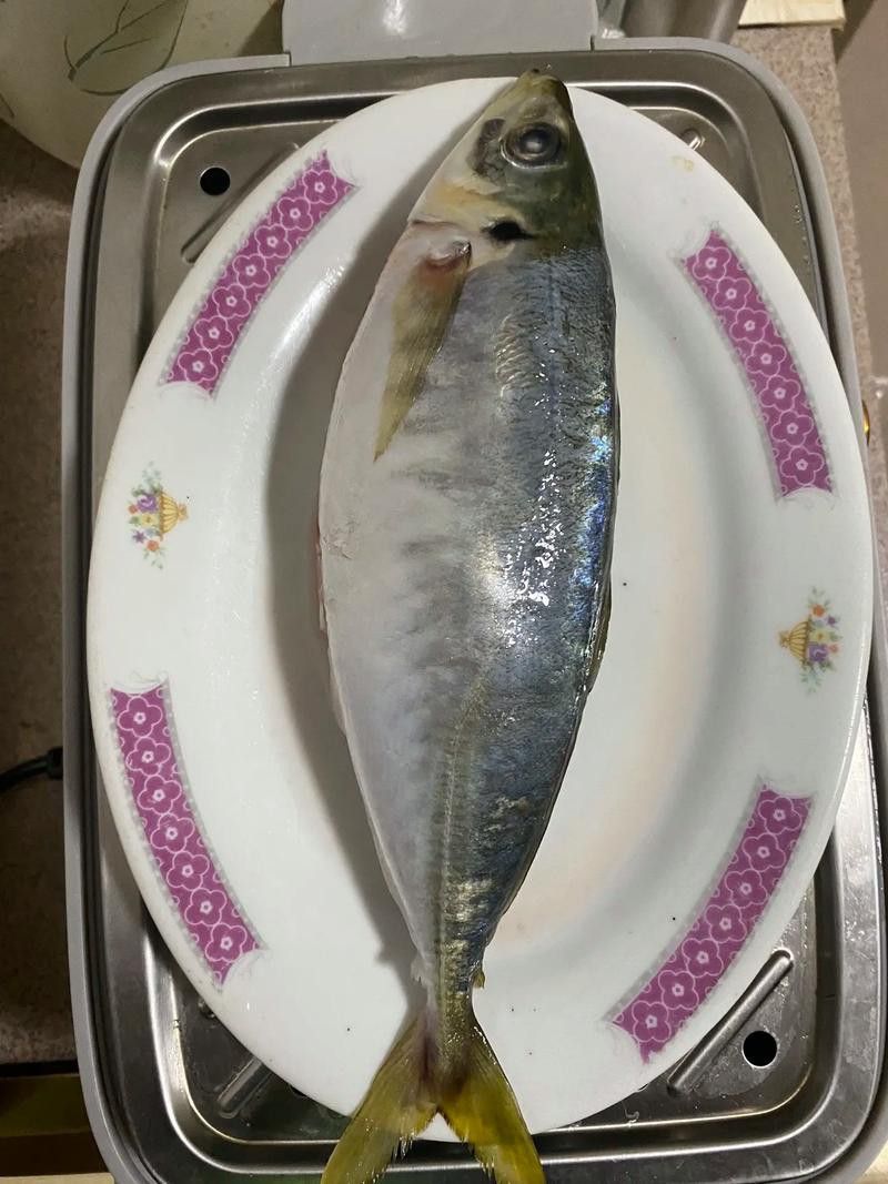 巴龍魚是什么魚圖片大全視頻 龍魚百科 第9張 巴龍魚是什么魚圖片大全視頻 巴龍魚是什么魚圖片大全視頻 龍魚百科 第9張