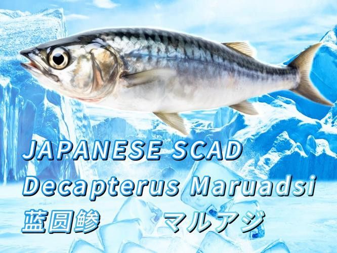 巴龍魚是什么魚圖片大全視頻 龍魚百科 第14張 巴龍魚是什么魚圖片大全視頻 巴龍魚是什么魚圖片大全視頻 龍魚百科 第14張