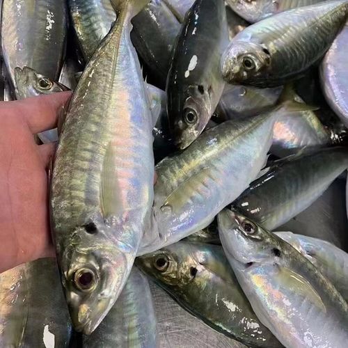 巴龍魚是什么魚圖片大全視頻 龍魚百科 第13張 巴龍魚是什么魚圖片大全視頻 巴龍魚是什么魚圖片大全視頻 龍魚百科 第13張