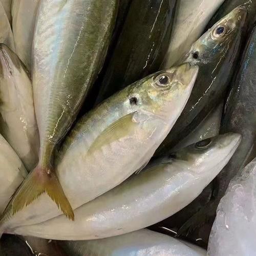 巴龍魚是什么魚圖片大全視頻 龍魚百科 第11張 巴龍魚是什么魚圖片大全視頻 巴龍魚是什么魚圖片大全視頻 龍魚百科 第11張