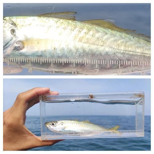 巴龍魚是什么魚圖片大全視頻 龍魚百科 第10張 巴龍魚是什么魚圖片大全視頻 巴龍魚是什么魚圖片大全視頻 龍魚百科 第10張
