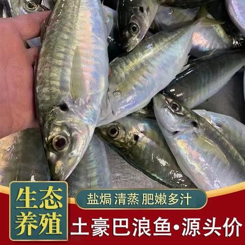 巴龍魚是什么魚圖片大全視頻 龍魚百科 第18張 巴龍魚是什么魚圖片大全視頻 巴龍魚是什么魚圖片大全視頻 龍魚百科 第18張