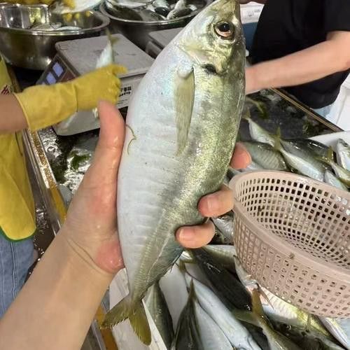 巴龍魚是什么魚圖片大全視頻 龍魚百科 第15張 巴龍魚是什么魚圖片大全視頻 巴龍魚是什么魚圖片大全視頻 龍魚百科 第15張