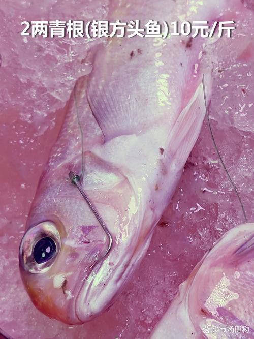 巴龍魚是什么魚圖片大全視頻 龍魚百科 第17張 巴龍魚是什么魚圖片大全視頻 巴龍魚是什么魚圖片大全視頻 龍魚百科 第17張