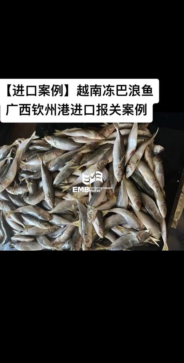 巴龍魚是什么魚圖片大全視頻 龍魚百科 第19張 巴龍魚是什么魚圖片大全視頻 巴龍魚是什么魚圖片大全視頻 龍魚百科 第19張