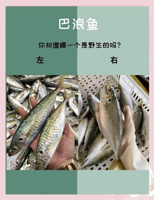 巴龍魚是什么魚圖片大全視頻 龍魚百科 第22張 巴龍魚是什么魚圖片大全視頻 巴龍魚是什么魚圖片大全視頻 龍魚百科 第22張