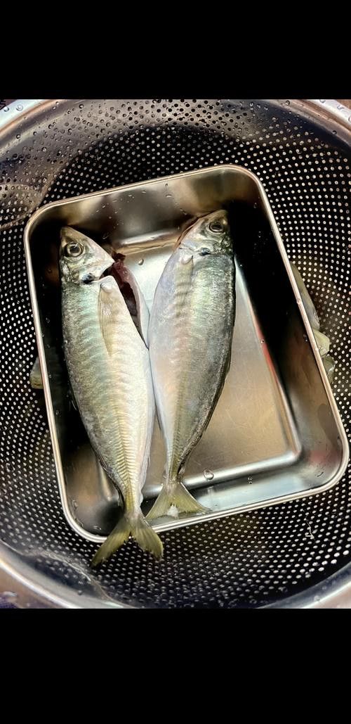 巴龍魚是什么魚圖片大全視頻 龍魚百科 第21張 巴龍魚是什么魚圖片大全視頻 巴龍魚是什么魚圖片大全視頻 龍魚百科 第21張