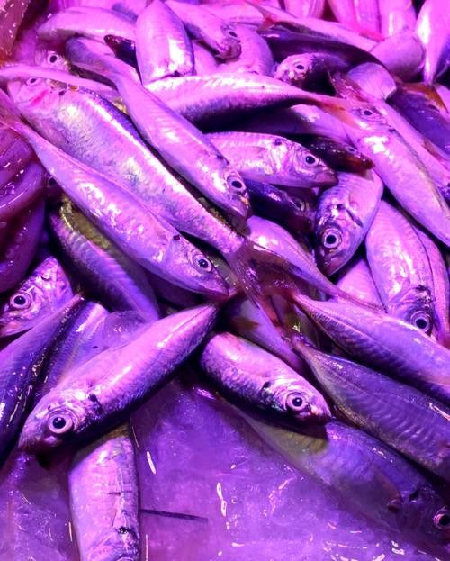 巴龍魚是什么魚圖片大全視頻 巴龍魚是什么魚圖片大全視頻 龍魚百科 第20張