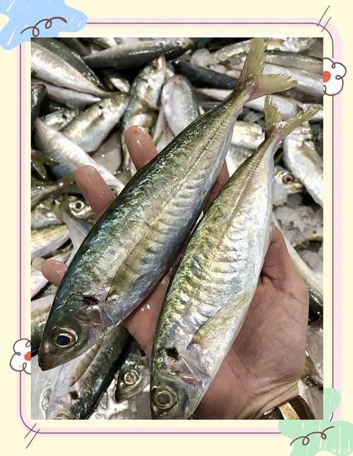巴龍魚是什么魚圖片大全視頻 龍魚百科 第24張 巴龍魚是什么魚圖片大全視頻 巴龍魚是什么魚圖片大全視頻 龍魚百科 第24張
