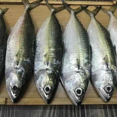 巴龍魚是什么魚圖片大全視頻 龍魚百科 第23張 巴龍魚是什么魚圖片大全視頻 巴龍魚是什么魚圖片大全視頻 龍魚百科 第23張