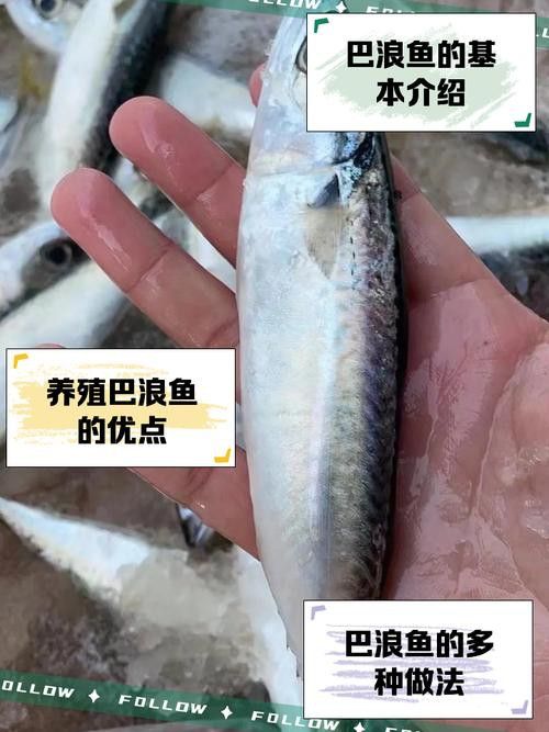 巴龍魚是什么魚圖片大全視頻 龍魚百科 第29張 巴龍魚是什么魚圖片大全視頻 巴龍魚是什么魚圖片大全視頻 龍魚百科 第29張