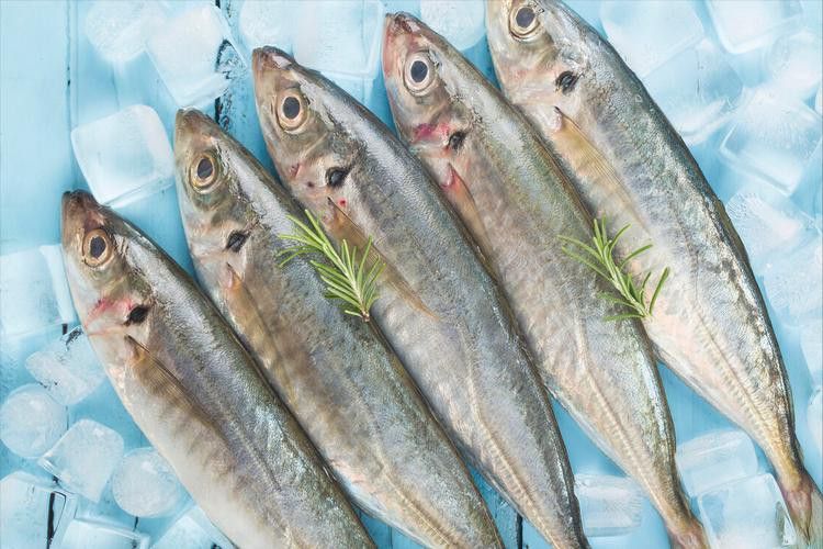 巴龍魚是什么魚圖片大全視頻 龍魚百科 第27張 巴龍魚是什么魚圖片大全視頻 巴龍魚是什么魚圖片大全視頻 龍魚百科 第27張