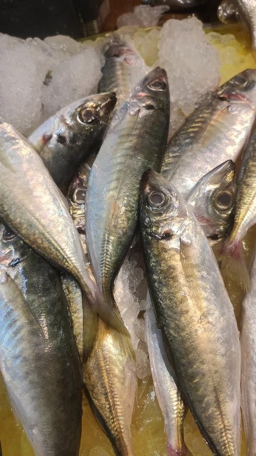 巴龍魚是什么魚圖片大全視頻 龍魚百科 第26張 巴龍魚是什么魚圖片大全視頻 巴龍魚是什么魚圖片大全視頻 龍魚百科 第26張