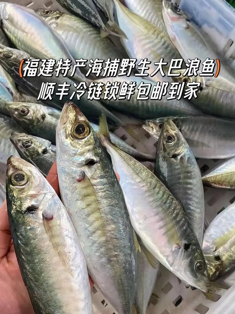巴龍魚是什么魚圖片大全視頻 龍魚百科 第28張 巴龍魚是什么魚圖片大全視頻 巴龍魚是什么魚圖片大全視頻 龍魚百科 第28張