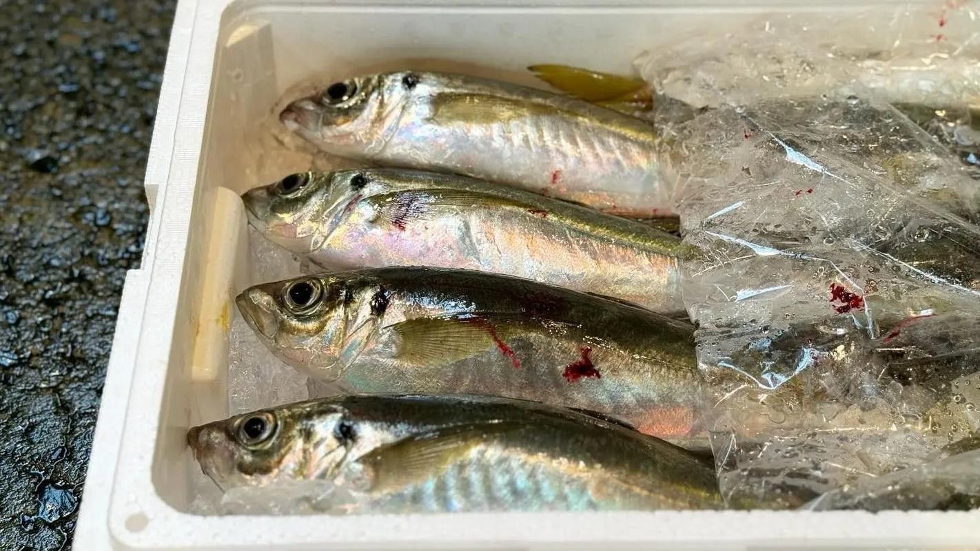 巴龍魚是什么魚圖片大全視頻 龍魚百科 第33張 巴龍魚是什么魚圖片大全視頻 巴龍魚是什么魚圖片大全視頻 龍魚百科 第33張