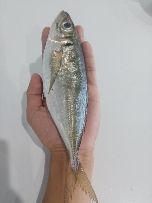 巴龍魚是什么魚圖片大全視頻 龍魚百科 第37張 巴龍魚是什么魚圖片大全視頻 巴龍魚是什么魚圖片大全視頻 龍魚百科 第37張