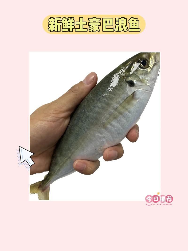 巴龍魚是什么魚圖片大全視頻 龍魚百科 第35張 巴龍魚是什么魚圖片大全視頻 巴龍魚是什么魚圖片大全視頻 龍魚百科 第35張