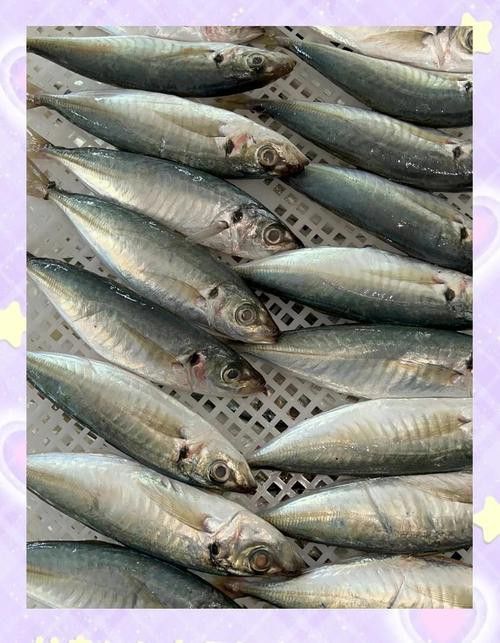 巴龍魚是什么魚圖片大全視頻 龍魚百科 第36張 巴龍魚是什么魚圖片大全視頻 巴龍魚是什么魚圖片大全視頻 龍魚百科 第36張
