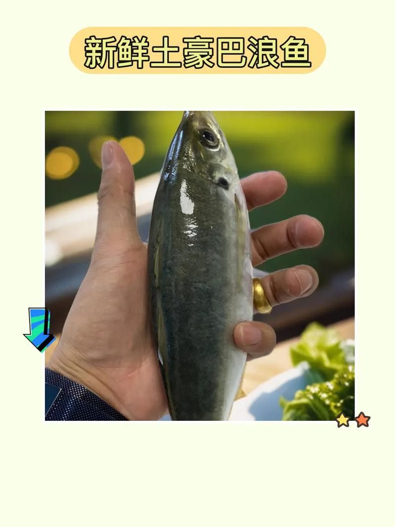 巴龍魚是什么魚圖片大全視頻 龍魚百科 第34張 巴龍魚是什么魚圖片大全視頻 巴龍魚是什么魚圖片大全視頻 龍魚百科 第34張