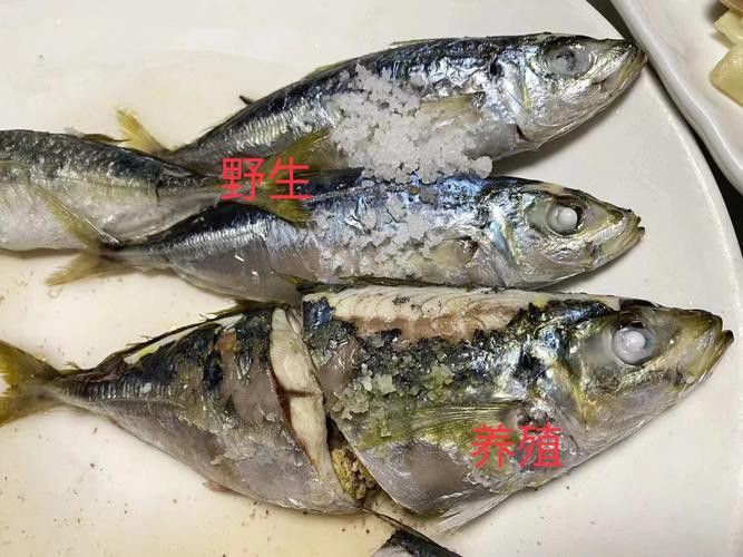 巴龍魚是什么魚圖片大全視頻 龍魚百科 第40張 巴龍魚是什么魚圖片大全視頻 巴龍魚是什么魚圖片大全視頻 龍魚百科 第40張