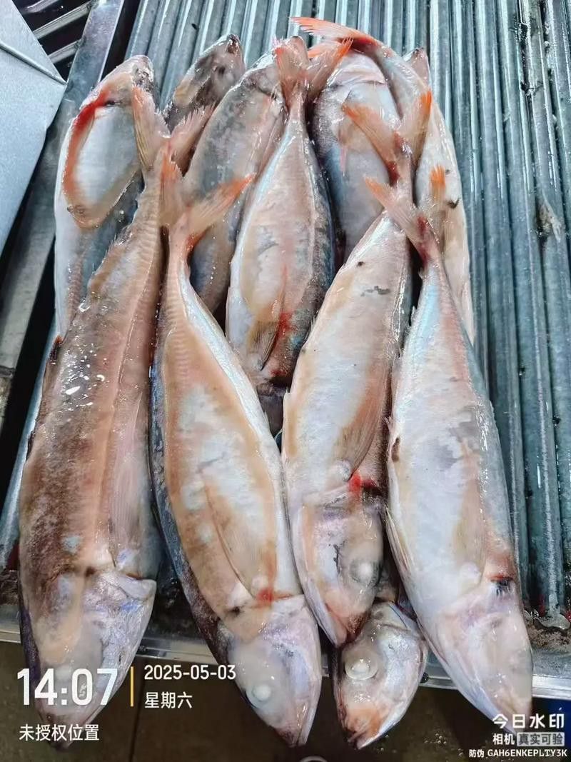巴龍魚是什么魚圖片大全視頻 龍魚百科 第38張 巴龍魚是什么魚圖片大全視頻 巴龍魚是什么魚圖片大全視頻 龍魚百科 第38張