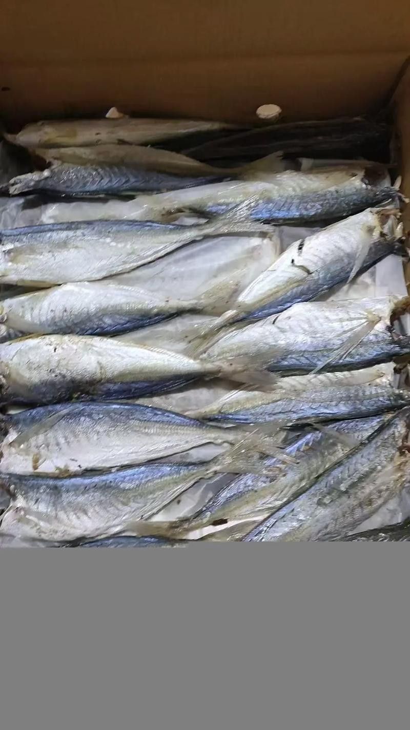 巴龍魚是什么魚圖片大全視頻 龍魚百科 第41張 巴龍魚是什么魚圖片大全視頻 巴龍魚是什么魚圖片大全視頻 龍魚百科 第41張