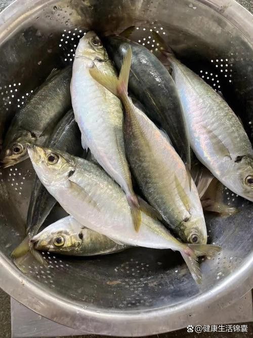 巴龍魚是什么魚圖片大全視頻 龍魚百科 第42張 巴龍魚是什么魚圖片大全視頻 巴龍魚是什么魚圖片大全視頻 龍魚百科 第42張