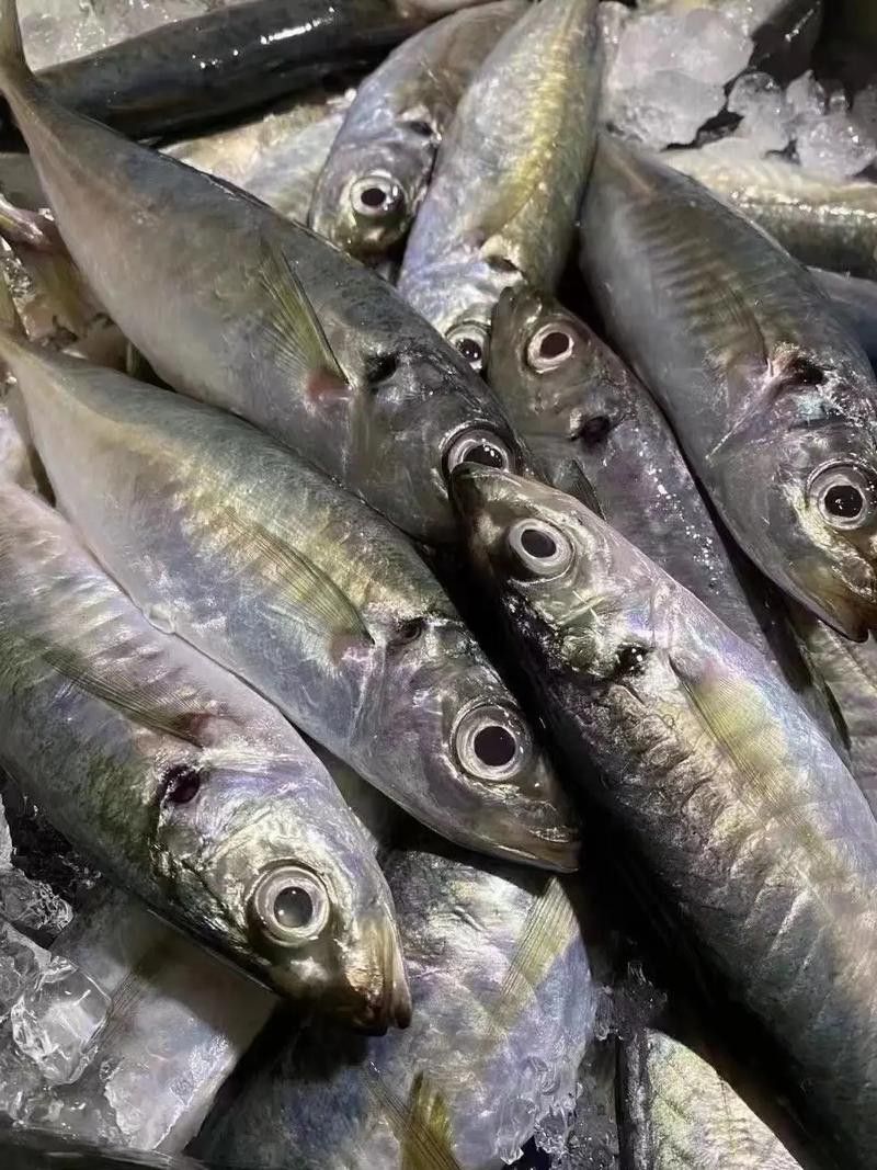 巴龍魚是什么魚圖片大全視頻 龍魚百科 第43張 巴龍魚是什么魚圖片大全視頻 巴龍魚是什么魚圖片大全視頻 龍魚百科 第43張