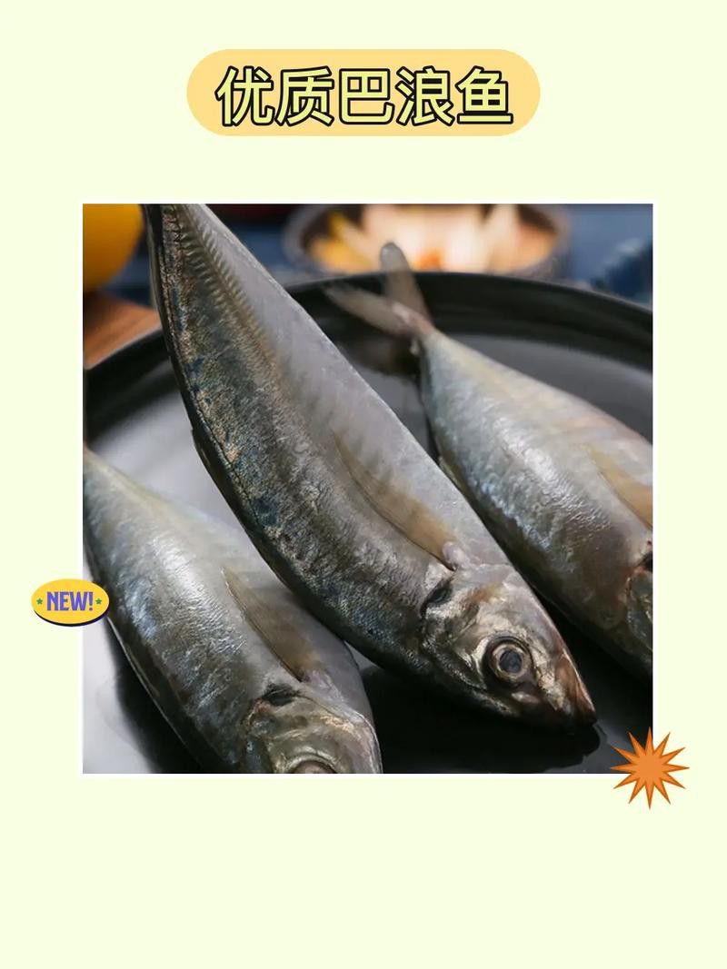 巴龍魚是什么魚圖片大全視頻 龍魚百科 第45張 巴龍魚是什么魚圖片大全視頻 巴龍魚是什么魚圖片大全視頻 龍魚百科 第45張