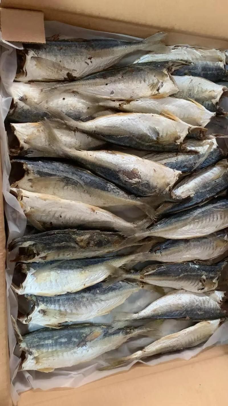 巴龍魚是什么魚圖片大全視頻 龍魚百科 第44張 巴龍魚是什么魚圖片大全視頻 巴龍魚是什么魚圖片大全視頻 龍魚百科 第44張