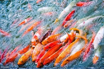 龍魚膽小怕人怎么辦讓它餓：龍魚膽小怕人怎么辦