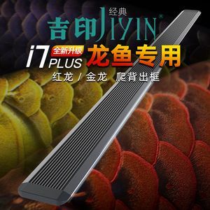 紅龍魚發(fā)色前兆有哪些表現(xiàn)（紅龍魚發(fā)色前的表現(xiàn)主要表現(xiàn)有以下幾個(gè)方面的表現(xiàn)）