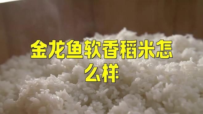 金龍魚消費者評價
