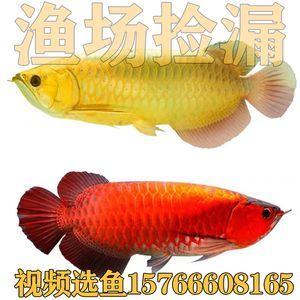 金龍魚幼苗價格多少錢：寶石金龍魚幼苗價格受品種、大小和健康狀況的影響