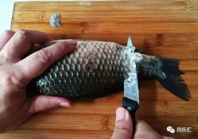 龍魚鱗掉了多久能長出來：龍魚掉鱗后如何快速恢復