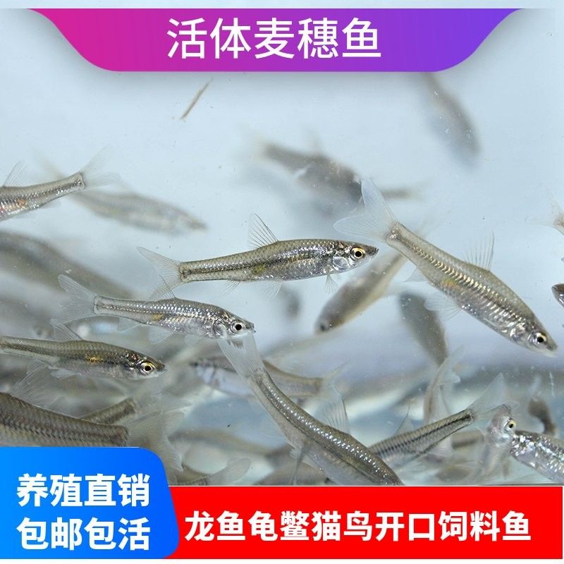 龍魚幼苗圖片