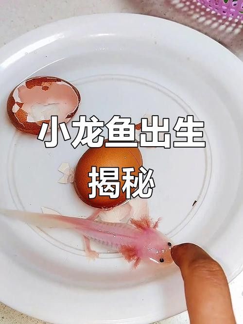龍魚幼苗圖片