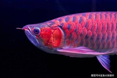 龍魚缸怎么開(kāi)缸：龍魚缸開(kāi)缸后如何維護(hù)水質(zhì)