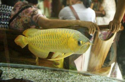 龍魚什么是鉆石眼：龍魚鉆石眼的市場價(jià)值，龍魚鉆石眼的鑒別方法
