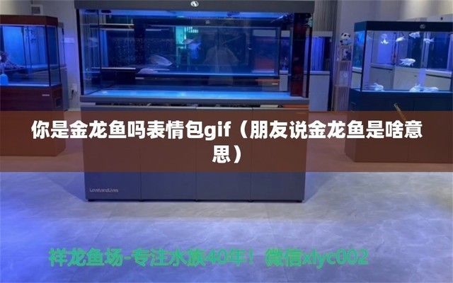 金龍魚的照片給我看看表情包（金龍魚表情包使用場景案例金龍魚表情包版權注意事項）