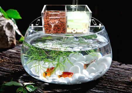 一進(jìn)門(mén)看見(jiàn)魚(yú)缸好嗎？