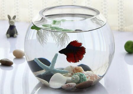 一進(jìn)門(mén)看見(jiàn)魚(yú)缸好嗎？