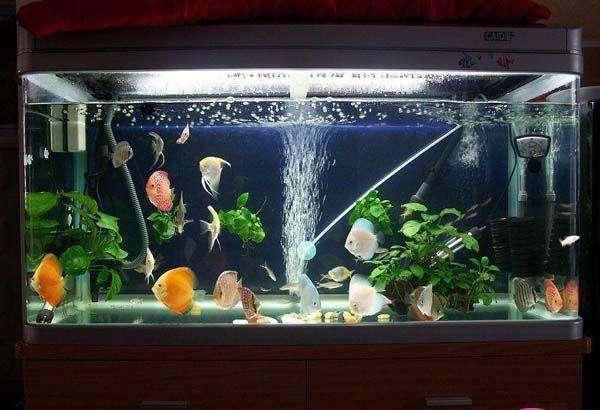 龍魚挪缸幾天喂食：龍魚挪缸后多久喂食