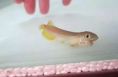 龍魚拉白便：龍魚拉白便可能是由于以下幾個(gè)原因